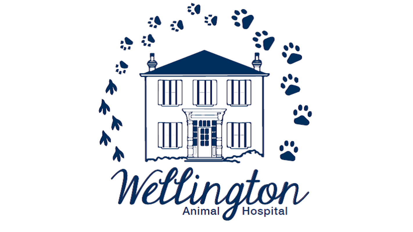 Wellington Animal Hospital Client videos